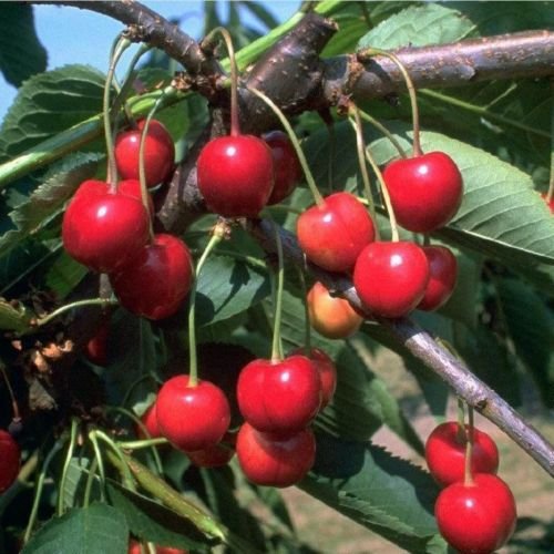 Obstbaum Kirsche Kirschbaum Busch Form rot Schneiders späte Knorpelkirsche Süßkirsche 120-160 cm - hochwertige Baumschul Qualität direkt vom Fachhändler