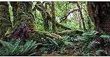 AWERT 183 x 45,7 cm Tropischer Wald Terrarium Hintergrund Grün Riesiger Baum Reptilien Habitat Hintergrund Regenwald Aquarium Hintergrund Durable Polyester Hintergrund