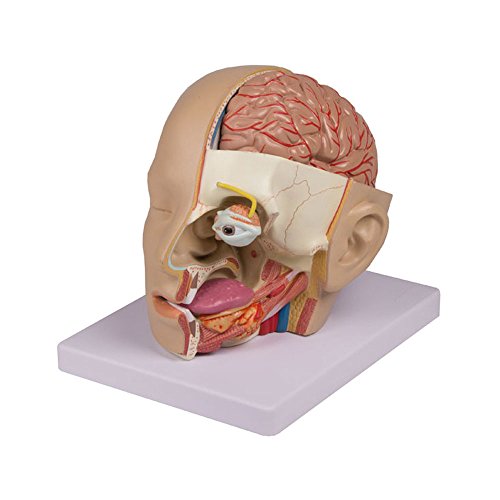 Anatomie Modell Kopf-Modell Augenmodell Schädelmodell 4-teilig lebensgroß Sockel