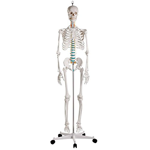 Ganzkörper Skelett männlich, Anatomie Lehrmodell beweglich, abnehmbare Gliedmaße