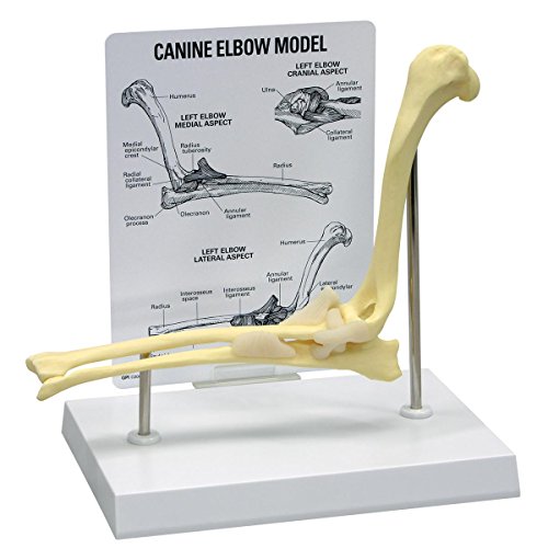 GPI Anatomicals - Ellenbogenmodell vom Hund