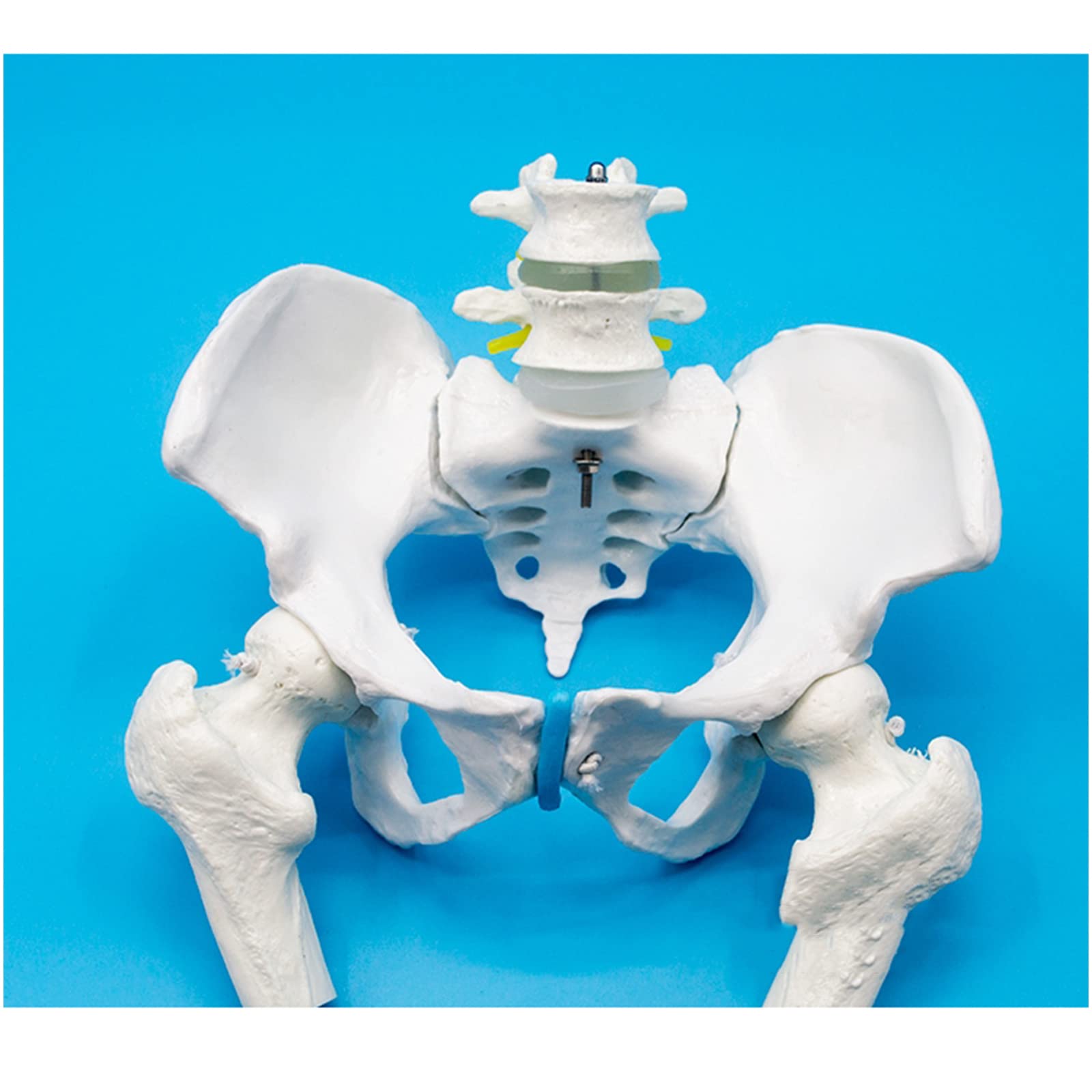 Menschliches Becken Hüfte Anatomisches Modell, Medizinisches Training Lehre Becken Knochen Modell mit Lendenwirbelsäule, Lebensgroße Oberschenkel Knochen Pubis Sakroiliak-Form, für Wissenschaftslehren