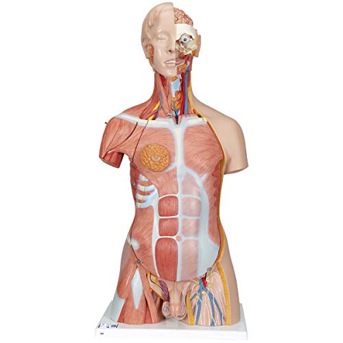3B Scientific menschliche Anatomie - Zweigeschlechtiger Luxus-Muskel-Torso, 31-Teilig - 3B Smart Anatomy