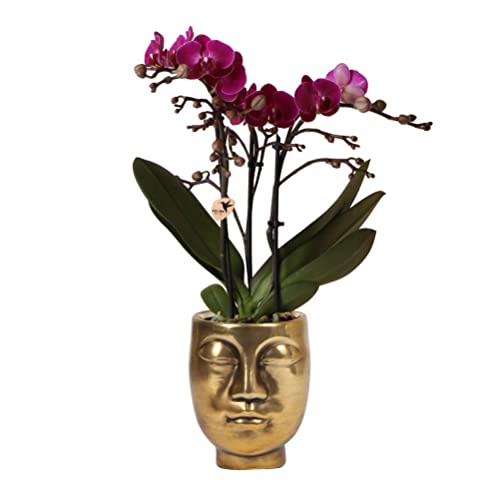 Kolibri Orchids | lila Phalaenopsis Orchidee - Morelia + Face to Face dekorativer Topf gold - Topfgröße Ø9cm - 40cm hoch | blühende Zimmerpflanze - frisch vom Züchter