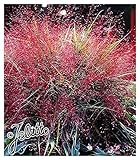 5 x Eragrostis spectabilis im 1 Liter Topf (Stauden/Staude/Ziergras/Gräser/Winterhart/Mehrjährig) Rotes Purpur Liebesgras - ein absoluter Hingucker - von Stauden Gänge