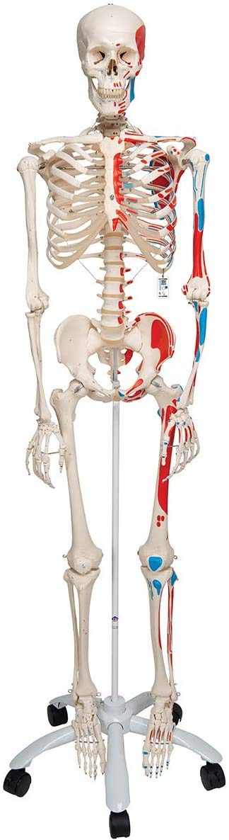 3B Scientific Menschliche Anatomie Skelett Max - mit Muskeldarstellung und Nummerierung - Lebensgroß, inkl. kostenlose Anatomie App - A11 als Lernmodell oder Lehrmittel - 3B Smart Anatomy