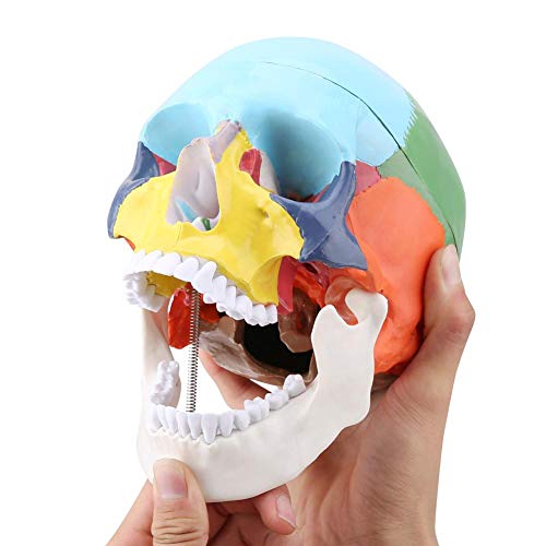 Farbige Malerei Lebensgröße Erwachsene Anatomische Medizin Menschlicher Schädel Modell Anatomie Kopf Skelett Probe für die Ausbildung für die Schule