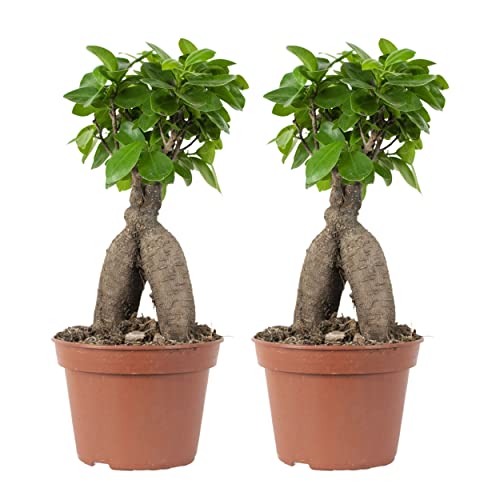 Bonsai Baum | Ficus 'Ginseng' pro 2 Stück - Zimmerpflanze im Aufzuchttopf cm15 cm - 35 cm