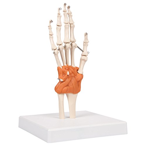 Handgelenk 8x8x35,5 cm, Anatomie Modelle, Anatomische Lehrmittel, Medizin