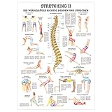 Sport-Tec Stretching II Lehrtafel Anatomie 100x70 cm medizinische Lehrmittel
