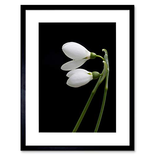 SNOWDROPS Spring Flowers Bloom White Black Black Framed Art Print B12X8840