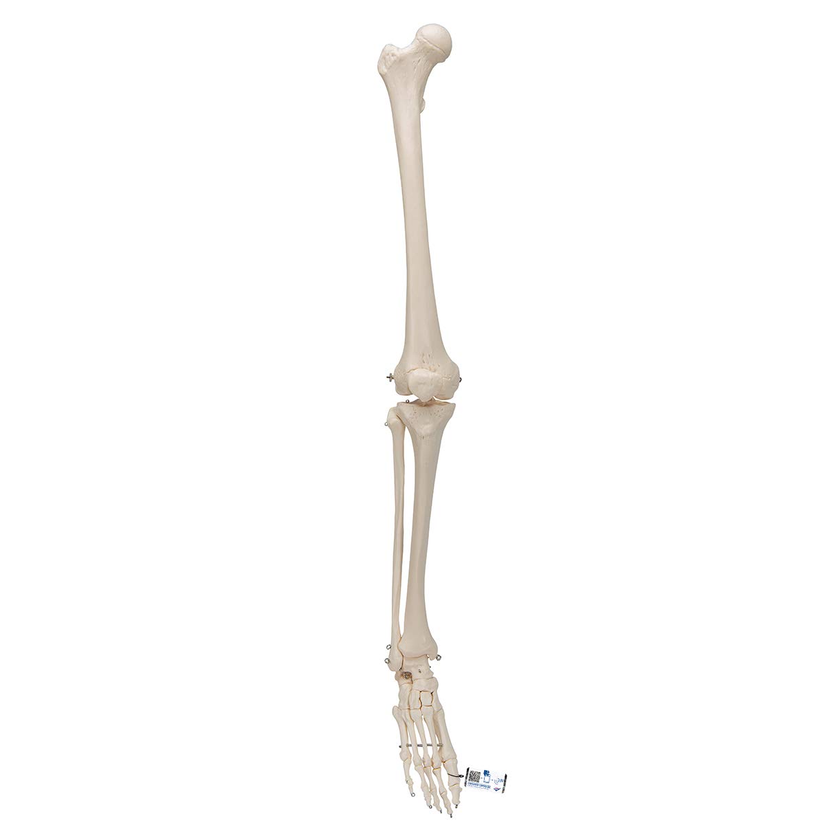3B Scientific Menschliche Anatomie - Beinskelett mit Fuß + kostenlose Anatomie App - 3B Smart Anatomy
