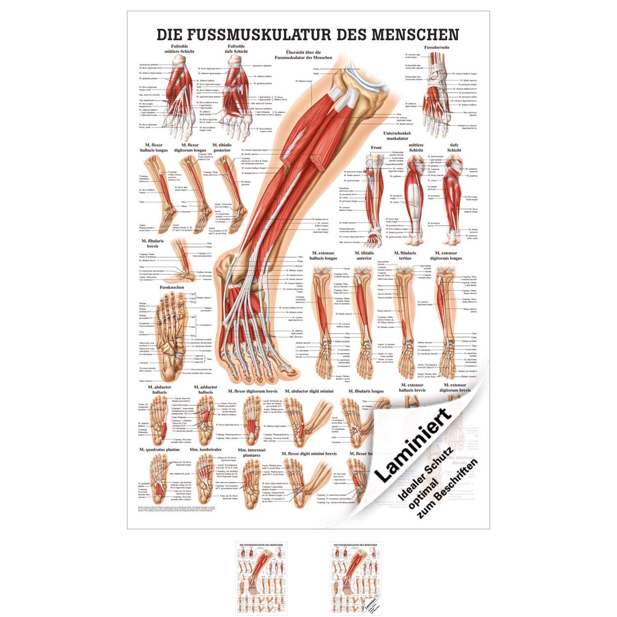 Rüdiger Die Fußmuskulatur Poster Anatomie 70x50 cm medizinische Lehrmittel