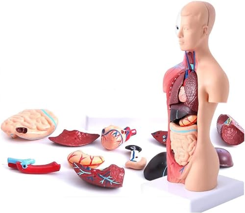 Menschliches Körpermodell, 15 Teile anatomische medizinische innere Organe, 28 cm menschlicher Torso, Anatomiemodell mit Herzkopf, Gehirn, Skelettmodell für den Unterricht, Kinder, Anatomieunterricht