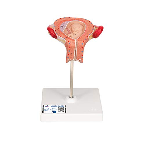 3B Scientific menschliche Anatomie - Fetus Modell, 3. Monat - 3B Smart Anatomy