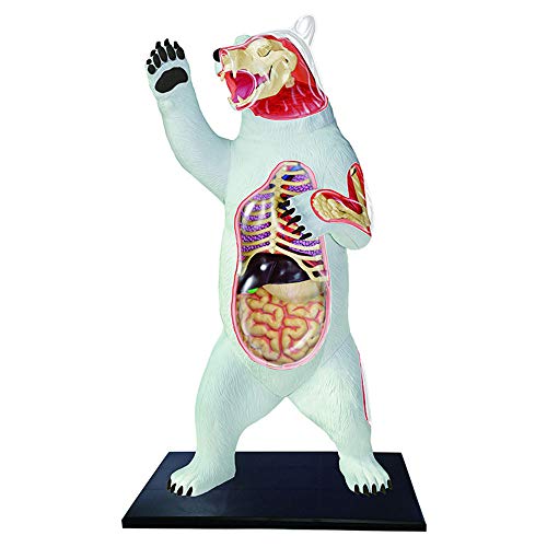 Lxwyq 4D Lernspielzeug Modell Weißer Bär Anatomisches Modell 36 Organteile, Biologisches Tier Anatomisches Modell Kinder Pädagogisches Spielzeug Für Medizinischen Unterricht