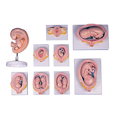 Erler Zimmer Schwangerschaftsserie, 9 Modelle, Anatomie Modell, Embryo, Fetus