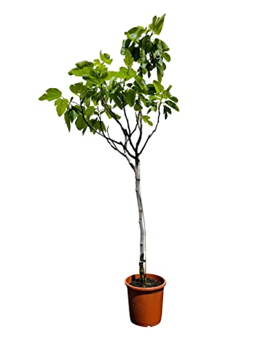 Ficus Carica - Feigenbaum - essbare Feige - Höhe: 150 cm - frosthart - A+