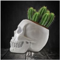 Skull Planter and Cactus Kit
