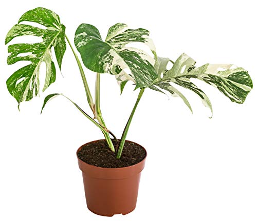 Dehner Fensterblatt - Monstera deliciosa Variegata, grün-weiß panaschierte Blätter, ca. 50-60 cm, Ø Topf 17 cm, Zimmerpflanze
