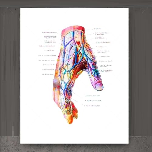 Hand-Anatomie-Druck, Handgelenk-Muskel- Und Bänder-Druck, Chiropraktiker-Geschenk, Handchirurgie-Kunst-Medizinisches Poster, Klinik-Orthopädie-Geschenk A4 60Cmx80Cm Kein Rahmen
