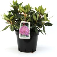 Rhododendron Hybride 'Goldflimmer' Buntlaubige Alpenrose 30-40cm im Topf gewachsen