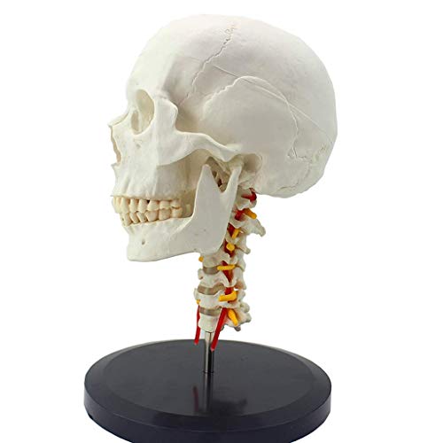 MOLVUS Lehrmodell, 10 menschliche Schädelmodelle, Schädel, Anatomie, Halsschlagader, orthopädisches Probenmodell, Skelett, medizinisches Lehrwerkzeug, Spielzeug, Anatomie, Biologie, exquisit