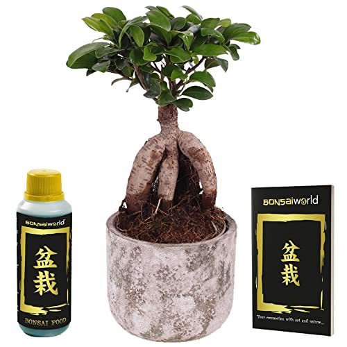 Bonsaiworld Bonsai Baum Ginseng + Töpfe - Bonsai (Pflanzenhöhe: ca. 30 cm), Topf 14 cm - Inklusive Bonsai Dünger und Bonsai Buch - Aus eigen Gärtnerei