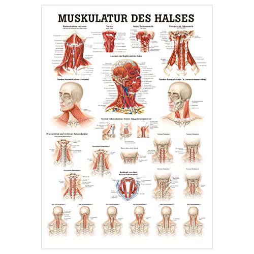 Rüdiger Muskulatur des Halses Poster Anatomie 70x50 cm medizinische Lehrmittel