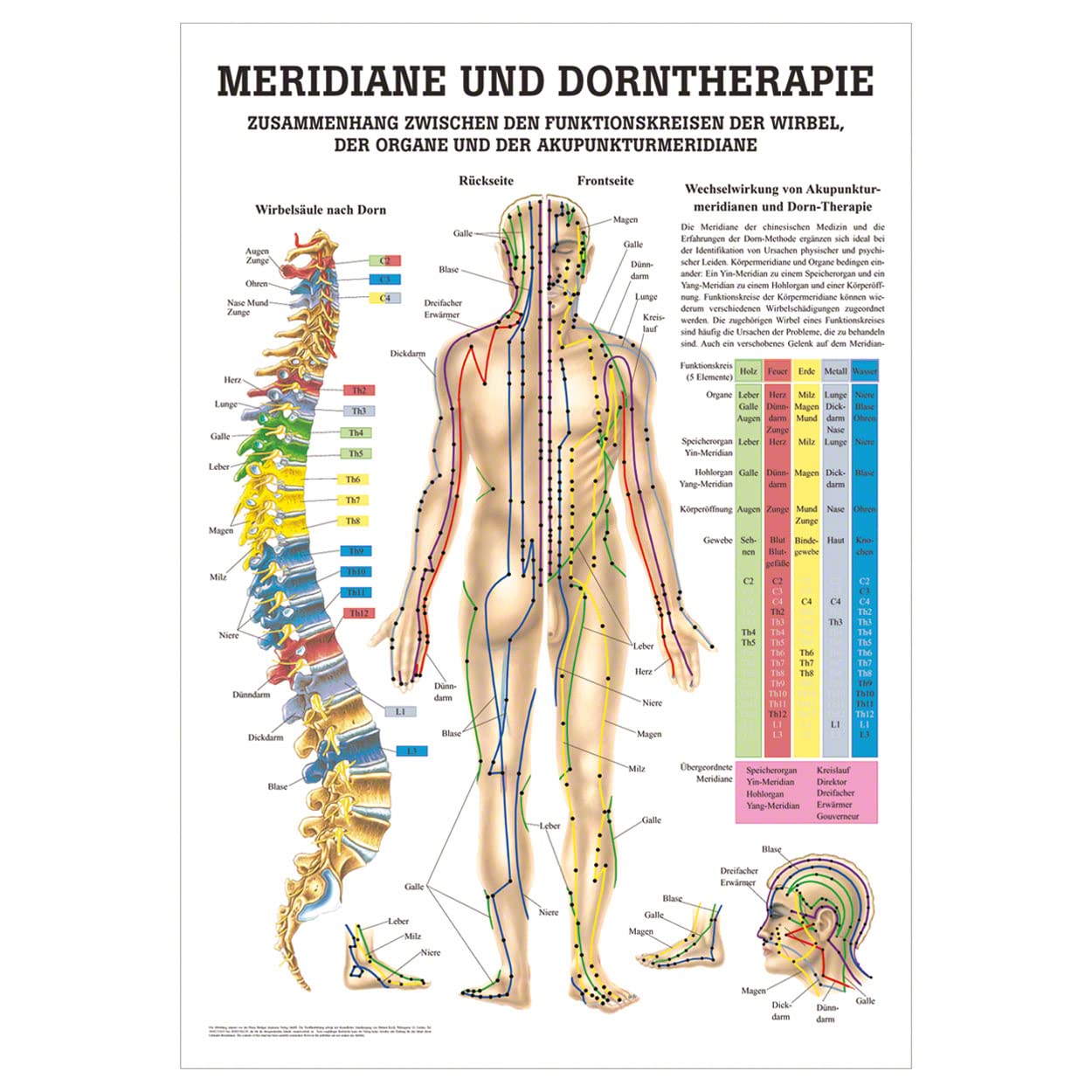 Rüdiger Meridiane u. Dorn Lehrtafel Anatomie 100x70 cm medizinische Lehrmittel