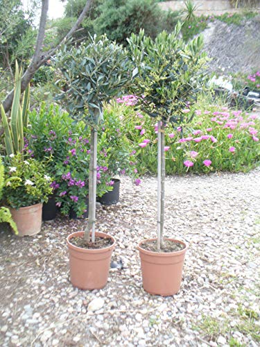 Echter Olivenbaum Styl deco, Olea europea, 110/120 cm 55-60 Stamm gerade
