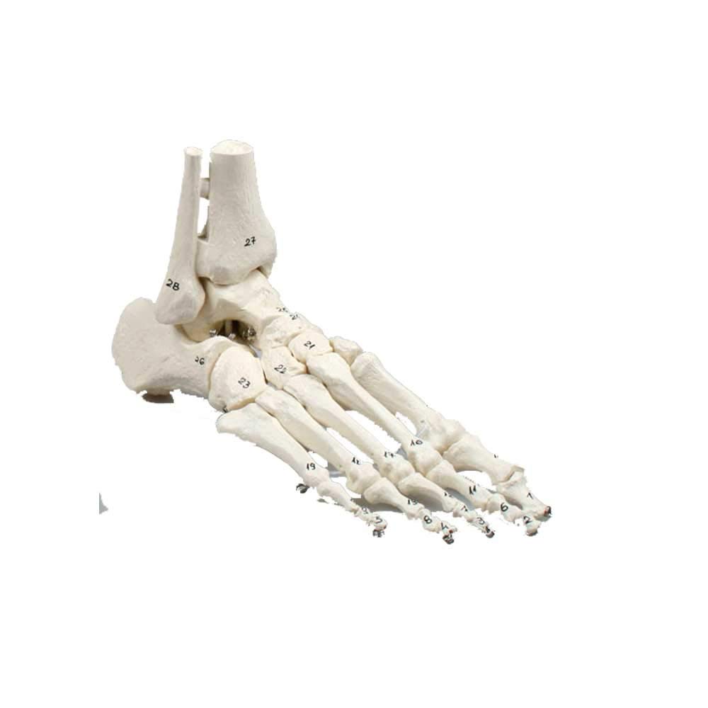 Erler Zimmer Fußskelett, Schien- und Wadenbeinansatz, Anatomie Modell mit Knochennummerierung