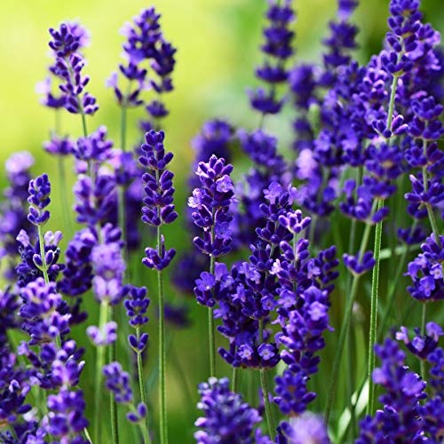 10 x Lavandula angustifolia 'Ellagance Purple' (Lavendel)