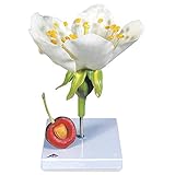 3B Scientific Biologie - Kirschblüte mit Frucht (Prunus avium), Modell