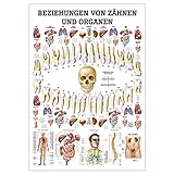 Sport-Tec Beziehungen von Zähnen und Organen Lehrtafel Anatomie 100x70 cm med. Lehrmittel