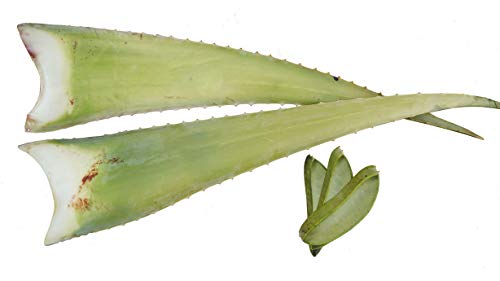 2 x Bestes Bio Aloe Vera Barbadensis Blätter, Health for All