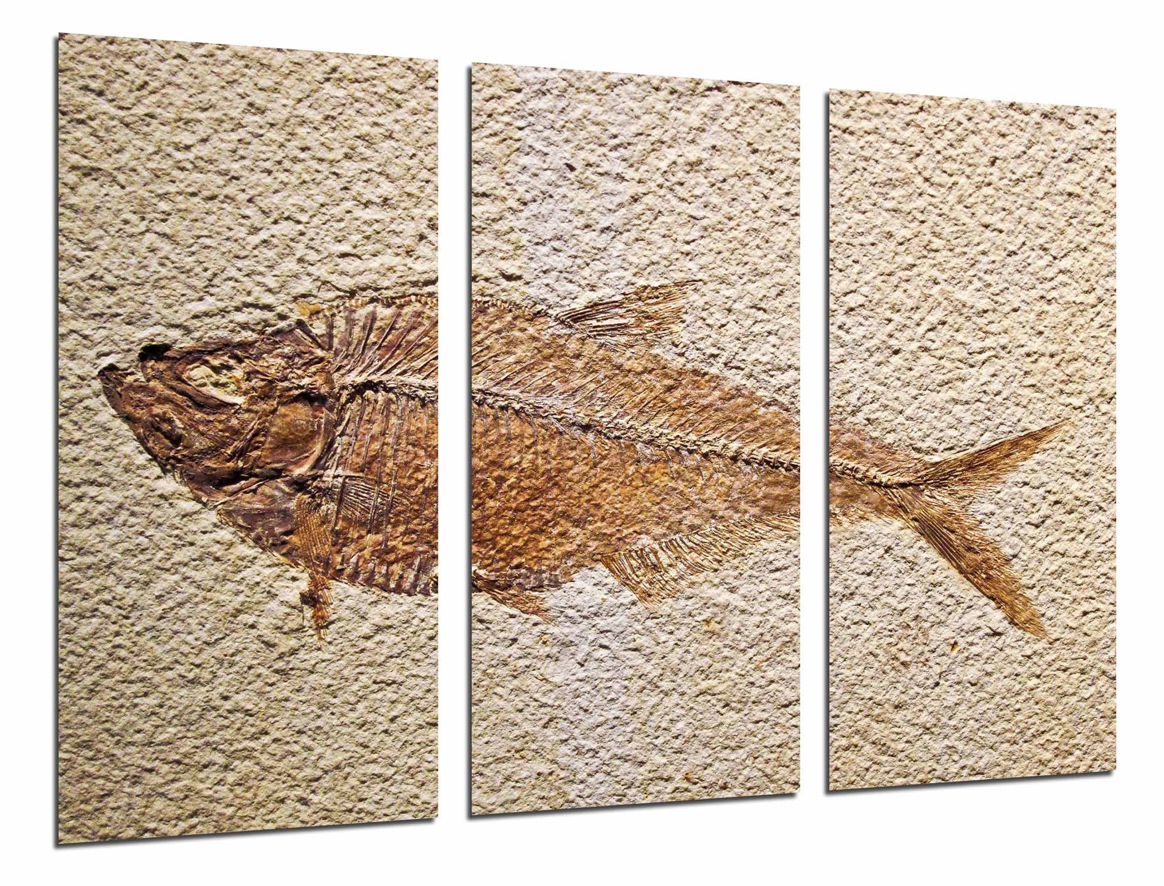 Wandbild - Tier Fisch Fossil, Archäologie Fisch, 97 x 62 cm, Holzdruck - XXL Format - Kunstdruck, ref.26823