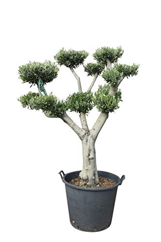 Olivenbaum - Pon Pon - stammumfang 40-50 cm