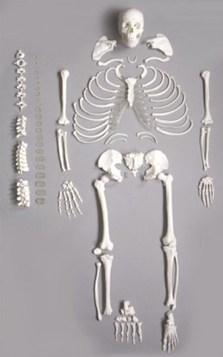 Cranstein A-127 Skelett-Modell lebensgroß 180cm, unmontiert, mit Schädel - Anatomie-Modell als Lernmodell oder Lehrmittel