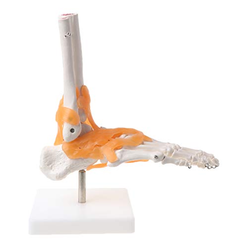 1:1 Menschliches Skelett Menschliches Modell Gelenkanatomie Knöchelband Anatomisches Lehrmodell Eines Harlet Davidson Fltc Evo Motors Von 1989