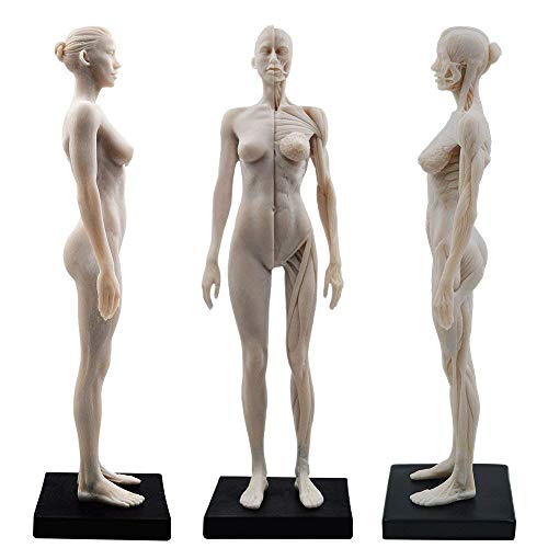 TT DENTAL Anatomie-Figur, weiblich, 28 cm, Weiß
