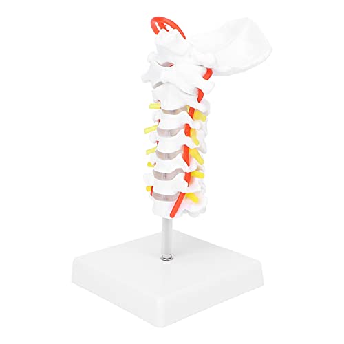Nerven Anatomisches Modell, Halswirbelmodell PVC-Lehrwerkzeug für die Wissenschaft für das Büro für Ärzte