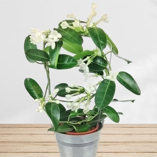 Stephanotis mit weißen Blüten - Zimmerpflanze inklusive Übertopf