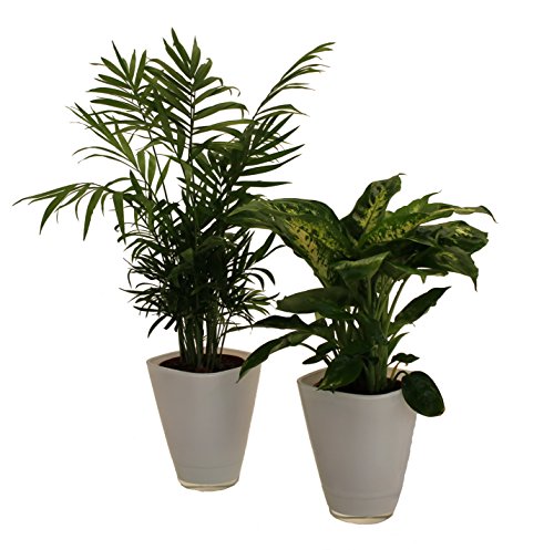 Dominik Blumen und Pflanzen, Fresh Air Duo, Zimmerpalme Dieffenbachia mit Dekotopf, weiß