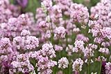 10 x Lavandula angustifolia ‚Rosea' (Lavendel) ab 2,59 € pro Stück