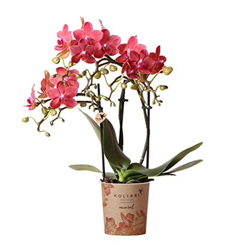 Kolibri Orchids | rote Phalaenopsis-Orchidee - Kongo - Topfgröße Ø9cm | blühende Zimmerpflanze - frisch vom Züchter