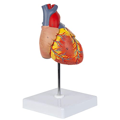 BEEOFICEPENG Herzmodell, 2-teilige Deluxe Lebensgröße Menschenherz Nachbildung mit 34 anatomischen Strukturen, inklusive montiertem Displaysockel