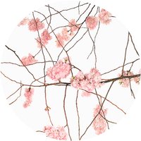 K&L Wall Art Vliestapete »Runde Vliestapete«, Kadam Japanische Kirschblüten, mehrfarbig, matt - bunt