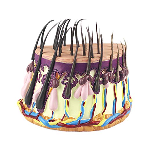Huili Menschliches Haar Anatomische Vergrößerung Modell - Anatomisches Hautmodell Wachstumsprozess Haarfollikel Anatomie Modell - für Medizinische Ausbildung Ausbildungshilfe