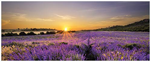 Wallario Glasbild Sonnenuntergang über dem Lavendel - 50 x 125 cm in Premium-Qualität: Brillante Farben, freischwebende Optik